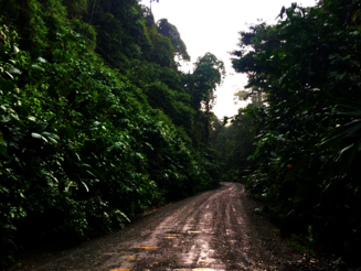 Weg führt durch dicht bewachsenen Regenwald