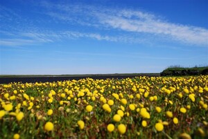 Salzbinsenweide Foto: Jürgen Reich