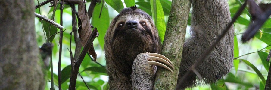 Ein Faultier hängt an einem Ast in einem grünen Baum. Ein Faultier hängt an einem Ast in einem grünen Baum.