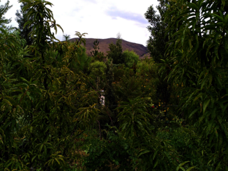 Dicht bewachsene Agroforstparzelle in Arani, Bolivien
