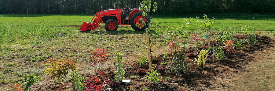 Eine frisch gepflanzte Reihe mit verschiedenen Sträuchern und Bäumen, im Hintergrund ein roter Traktor.