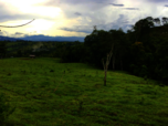 Rinderweide in Costa Rica schmiegt sich an dichten Wald