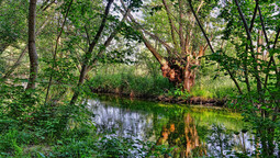 Auwald mit Fluss und Bäumen