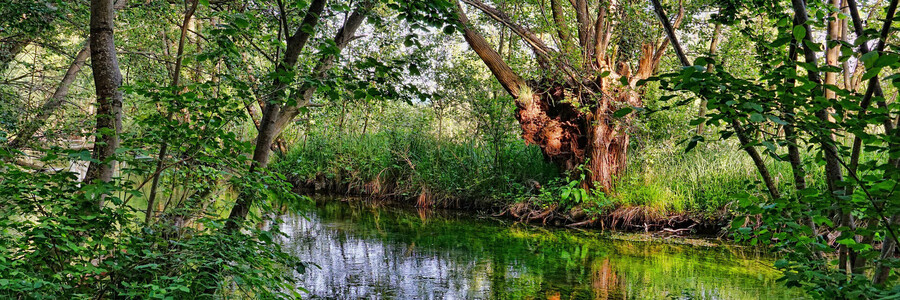 Auwald mit Fluss und Bäumen