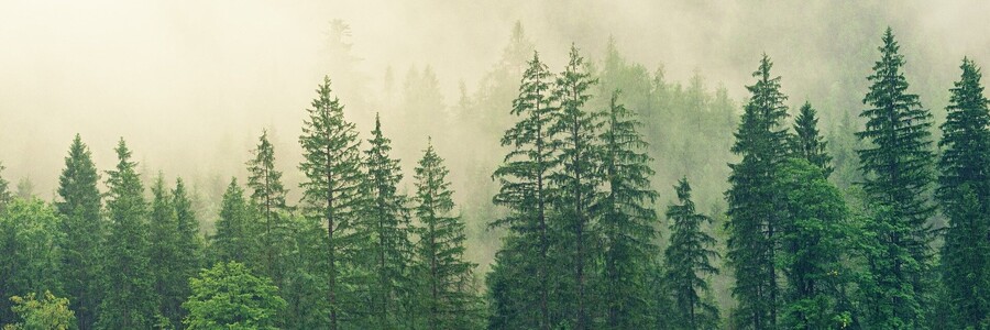 Auch Fichten sind betroffen Wald in Nebel gehüllt