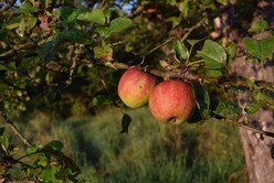 Zwei Äpfel hängen an baum auf Streuobstwiese