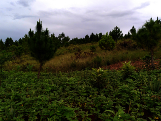 Neu bepflanzte Dynamische Agroforst Parzelle in Ibity auf Madagaskar, auf der neben Nutzpflanzen auch Bäume wachsen