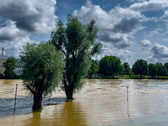 Hochwasser mit überfluteten Bäumen
