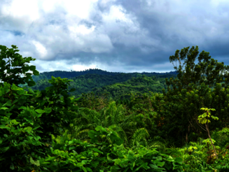 Blick auf dichte Baumkronen vom Regenwald in Costa Rica