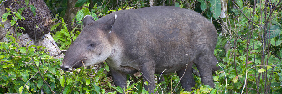 Mittelamerikanisches Tapir beim Fressen im Wald