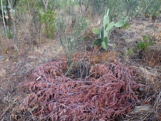 Un nuevo lecho de biomasa