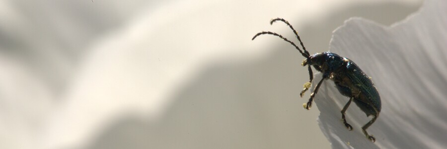 Käfer auf Blüte Foto: Dr. H. Fried