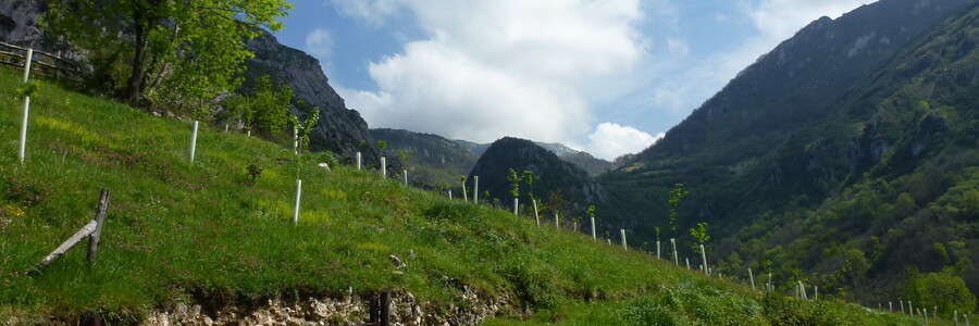 Bäume für die Bären Foto: Naturefund