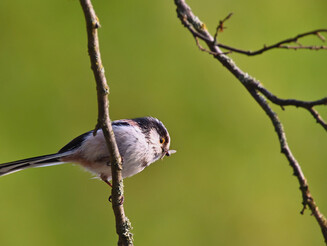 Schwanzmeise auf einem Ast.