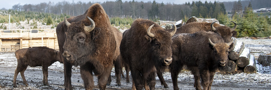 Wisentherde im Winter Wisentherde im Winter