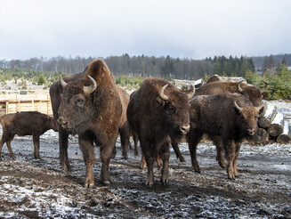 Manada de bisontes en la nieve frente a las instalaciones de captura Wisentherde im Winter