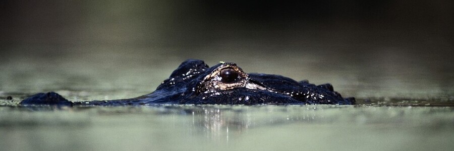 Schnauze und Augen eines Krokodils schauen aus Wasser heraus