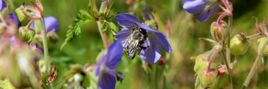 Eine Biene saugt Nektar aus einer Blüte