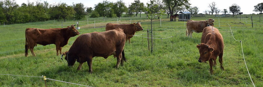 Fünf Kühe stehen auf einer eingezäunten Weidefläche
