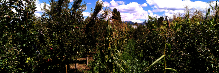Dynamische Agroforstparzelle in Bolivien, in der neben Apfelbäumen auch native Baumarten wachsen