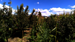 Dynamische Agroforstparzelle in Bolivien, in der neben Apfelbäumen auch native Baumarten wachsen