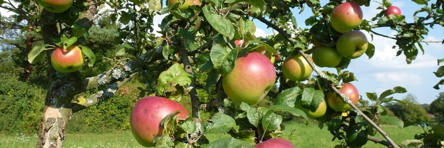 Äpfel hängen an prall mit Obst bewachsenem Ast