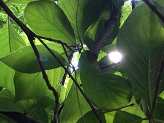 Dichter Regenwald im Nationalpark