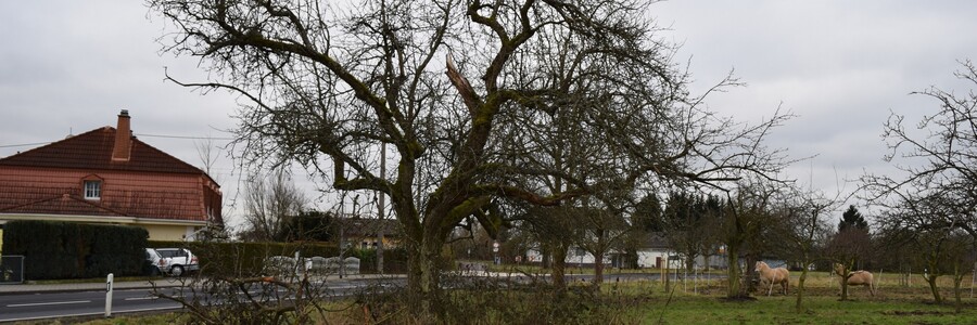 Streuobst in Heßloch