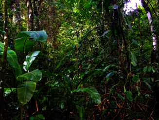 Unterwuchs eines dichten Regenwalds in Costa Rica