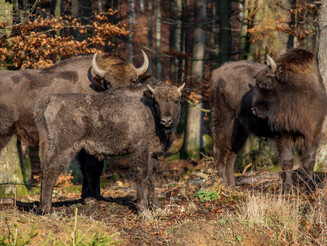 Zwei ausgewachsene Wisente und ein Wisentkalb stehen im Wald