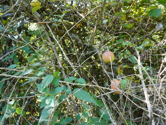 Äpfel hängen hinter Gestrüpp an einem Baum