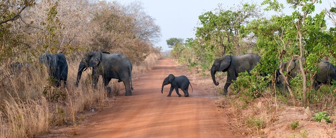Elefanten in Burkina Faso