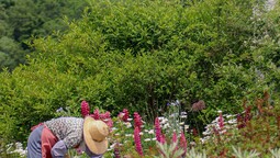 Eine Gärtnerin mit Sonnenhut arbeitet auf einer bunt blühenden Blumenwiese.