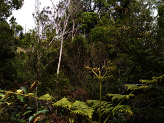 Dichter Hochlandregenwald mit verschiedensten Pflanzen in Ankafobe auf Madagaskar