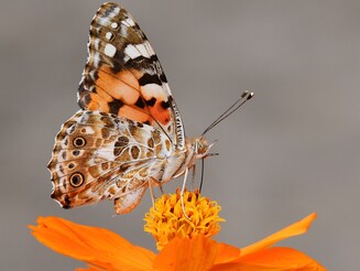 Schmetterling sitzt auf orangener Blüte