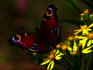 Schmetterling der Art Tagpfauenauge sitzt auf einer gelben Blüte