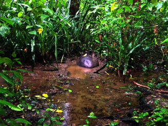 Bairds Tapir liegt in einer Wasserkuhle im Regenwald von Costa Rica