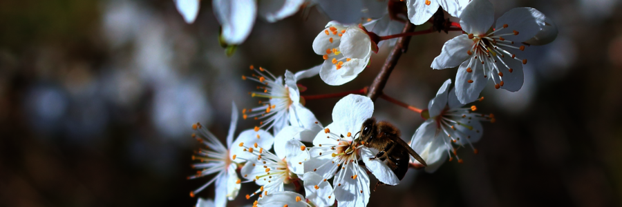 Eine Biene sitzt auf weißen Blüten eines Apfelbaums