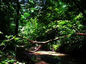 Fluss fließt durch dicht bewachsenen Wald im Corocovado Nationalpark in Costa Rica