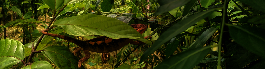Chamäleon schlängelt sich von Ast zu Ast in Dynamischer Agroforstparzelle in Makirovana, Madagaskar