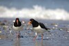 Zwei weiß schwarz gemusterte Austernfischer am Strand