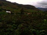 Frisch bepflanzte Dynamische Agroforst Parzelle in Ibity, Madagaskar