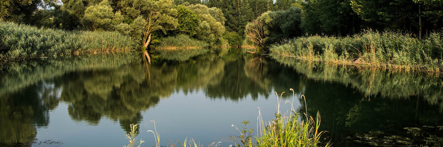 blick in eine intakte Auenlandschaft