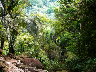 Von den Kogi zurückgekaufte Fläche im Küstenregenwald Kolumbiens, die seit circa 20 Jahren wieder in Besitz der Kogi ist