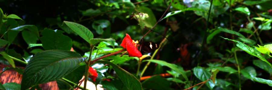 Glasschmetterling sitzt auf roter Blüte im Regenwald in Costa Rica