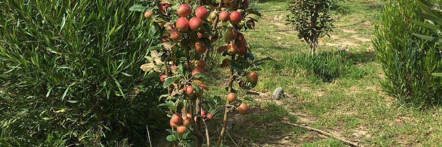 Ein Apfelbaum nach 2 Jahren