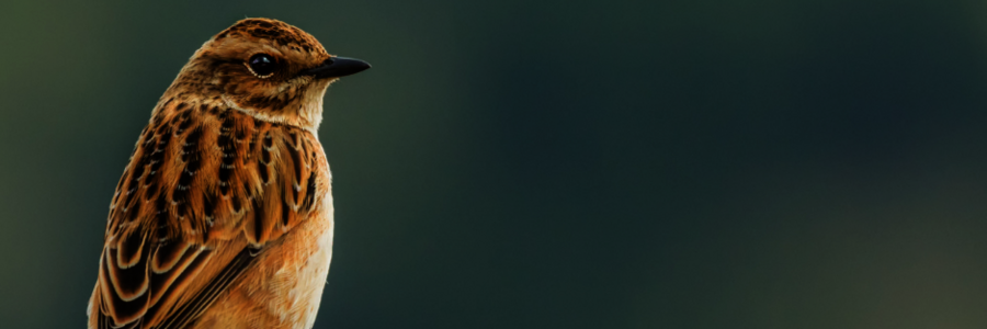 Braunkehlchen Braunkehlchen sitzt auf einer Pflanze