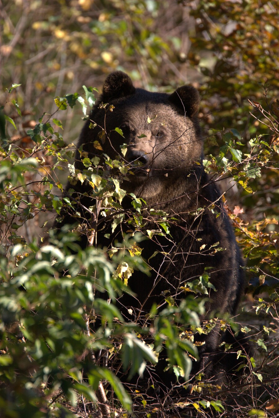Kantabrischer Braunbär<br>Foto: Naturefund