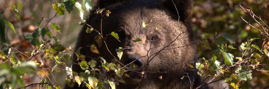 Braunbär im Dickicht