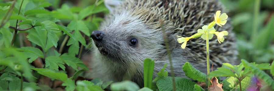 Igel auf dem Waldboden mit Schlüsselblume im Vordergrund Igel auf dem Waldboden mit Schlüsselblume im Vordergrund